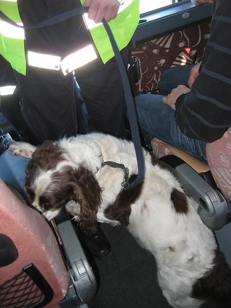 1 april 2008 227.jpg - Först fick vi en demostration i hur en knarkhund arbetar på en buss.